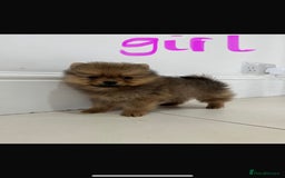Pomeranian dogs for sale: Miniature Pomeranian  - Image 1