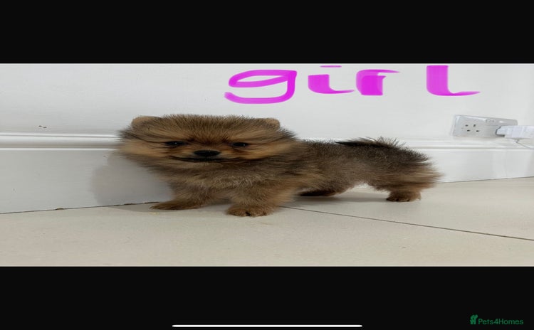 Pomeranian dogs - Advert 1