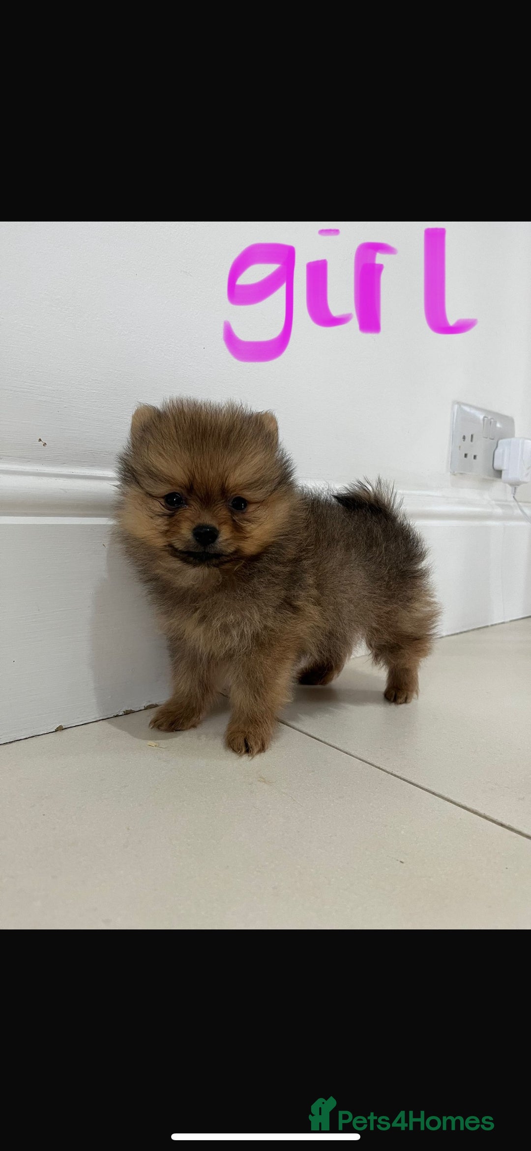 Pomeranian dogs for sale: Miniature Pomeranian  - Image 1