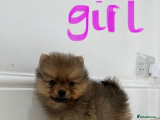 Pomeranian dogs - Advert 22