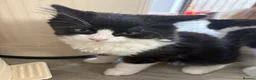 Mixed Breed cats for sale: Half Ragdoll Kittens from pedigree Mum - Advert 3