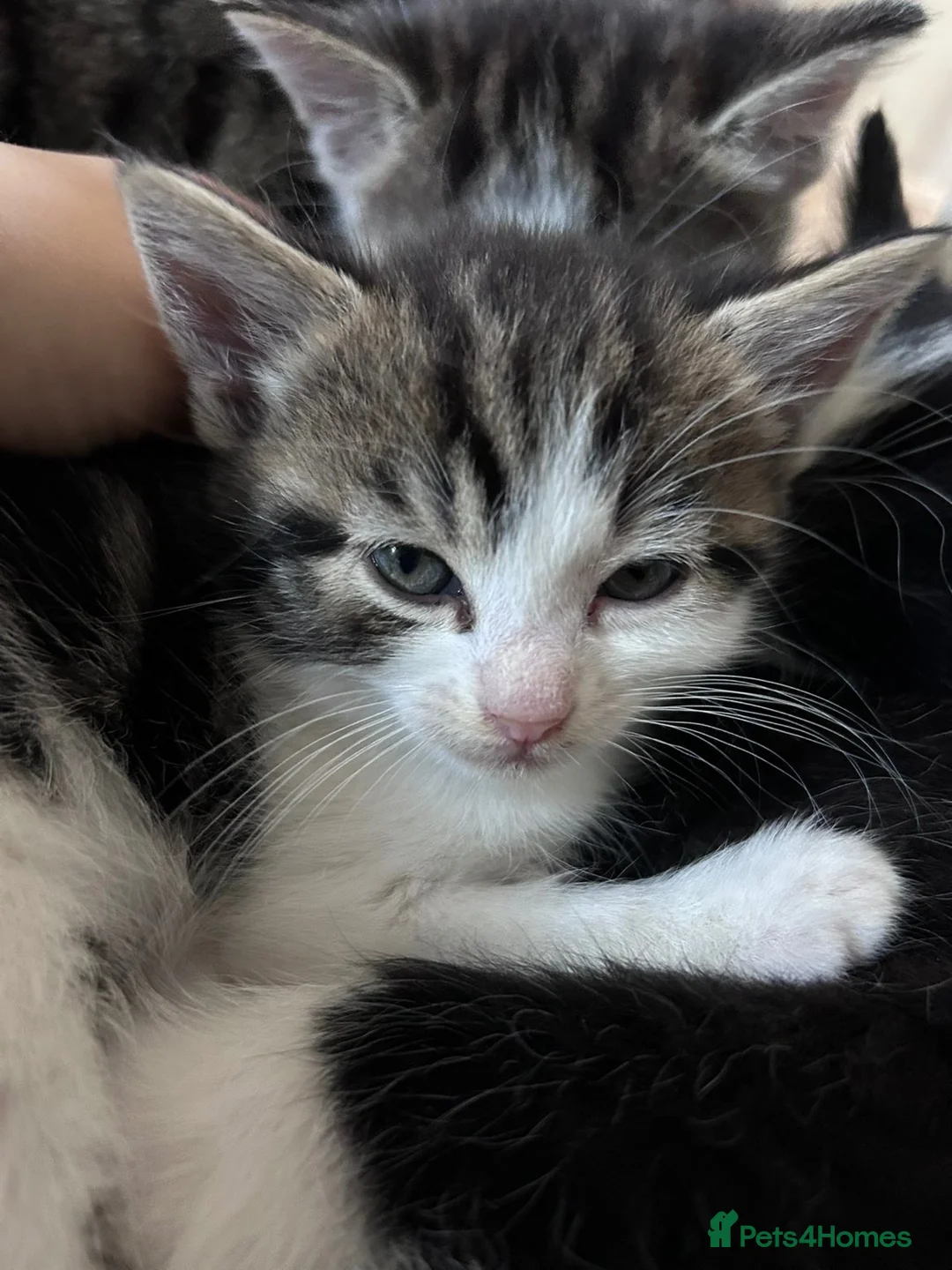 Domestic Shorthair cats for sale: Multiple litters  - Advert 2