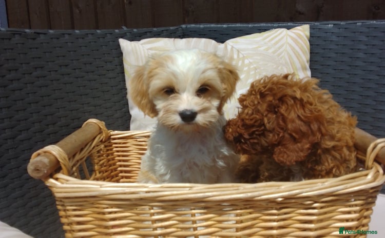 Cavapoo dogs in Manchester - Advert 4