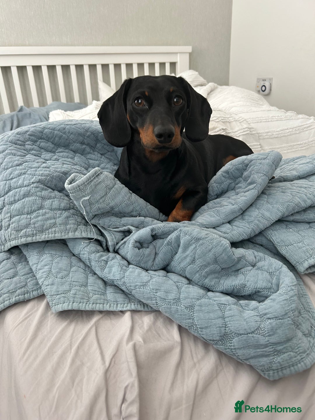 Miniature Dachshund dogs for stud: Proven Stud Black & Tan Miniature Dachshund Stud in Durham - Advert 9