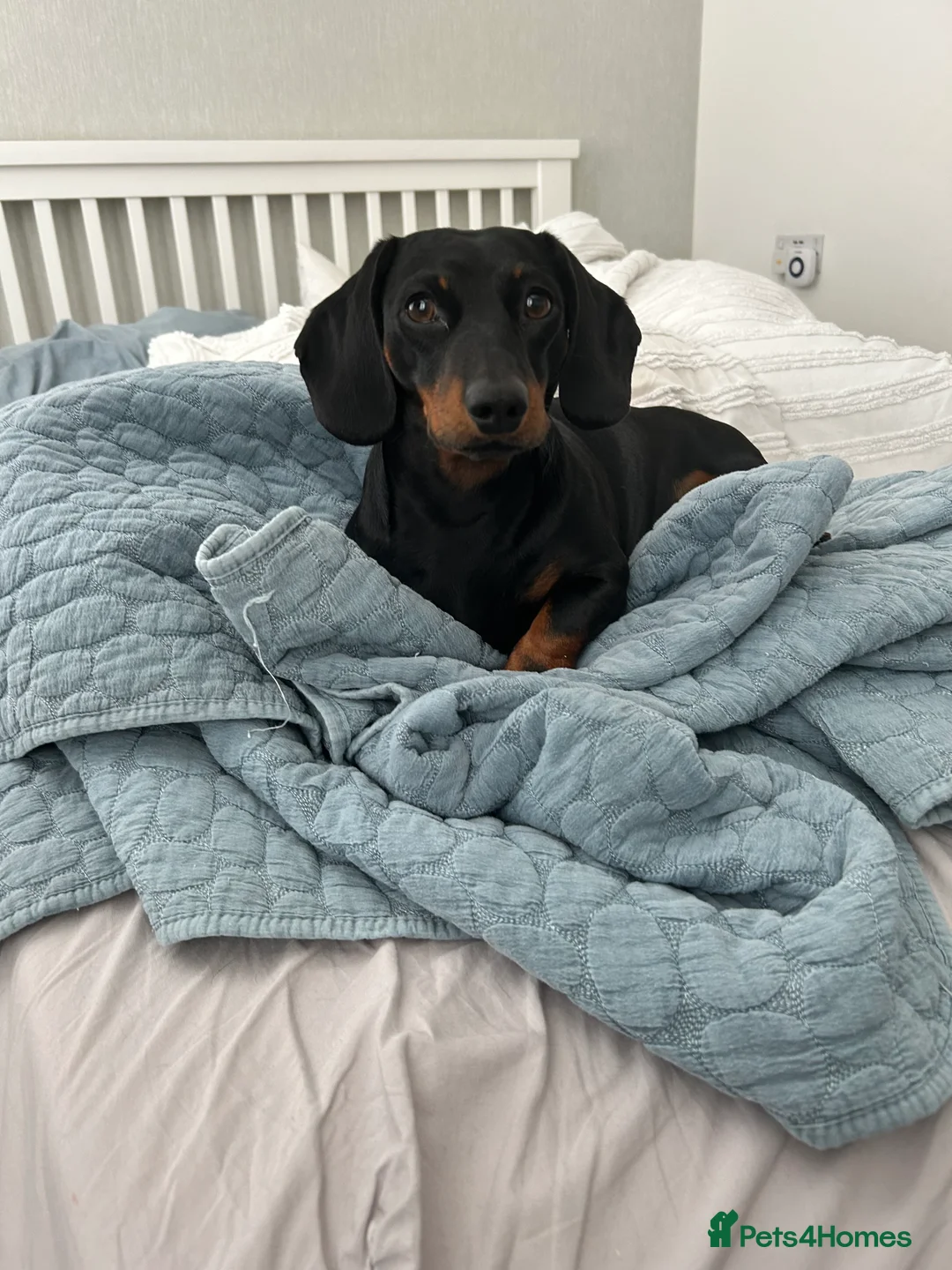 Miniature Dachshund dogs for stud: Proven Stud Black & Tan Miniature Dachshund Stud in Durham - Advert 9