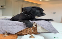 Cane Corso dogs for sale: Beautiful Cane Corso Puppies - Image 12