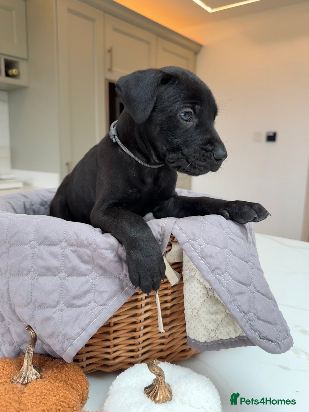 Cane Corso dogs for sale: Beautiful Cane Corso Puppies - Image 12
