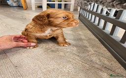 Cocker Spaniel dogs for sale: Beautiful Working Cocker Spaniel Puppies  - Image 14