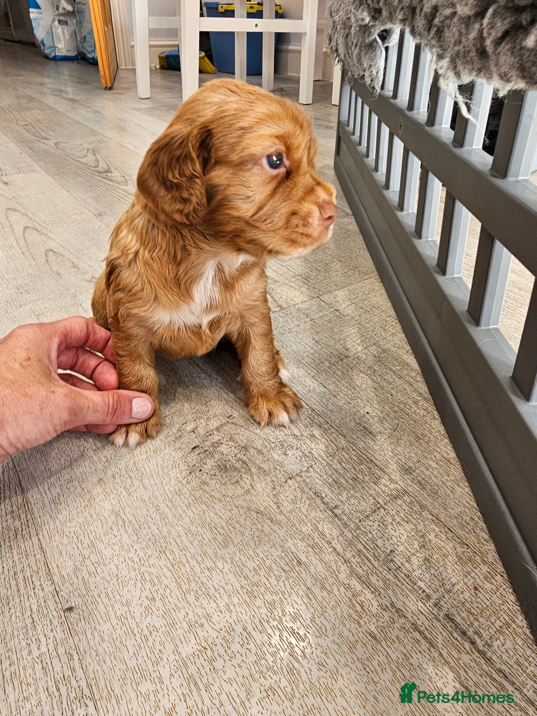 Cocker Spaniel dogs for sale: Beautiful Working Cocker Spaniel Puppies  - Image 14