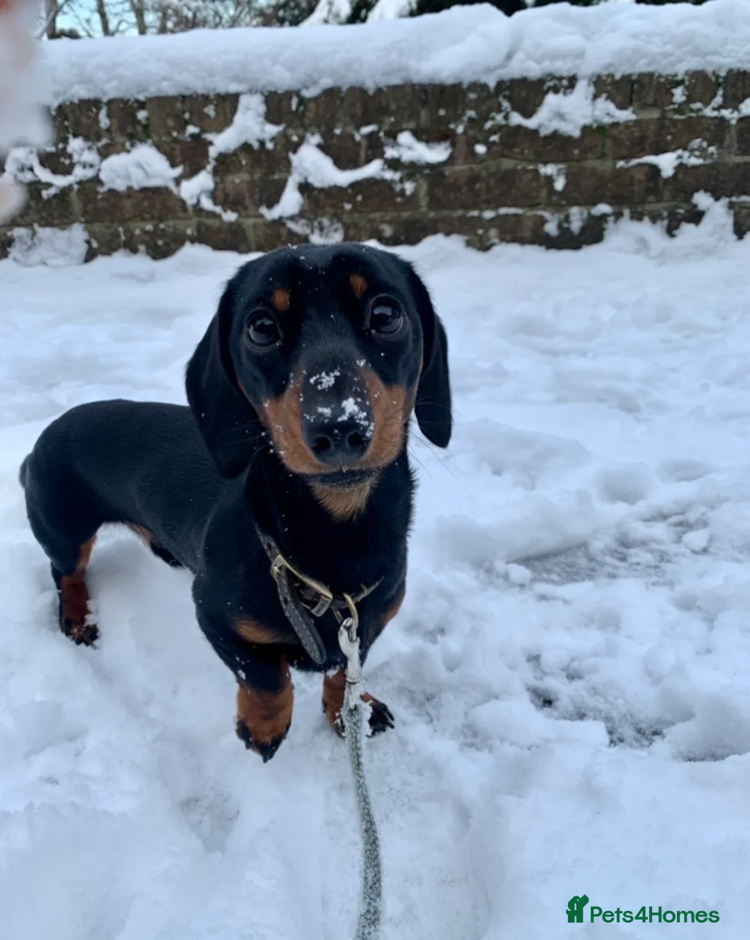 Miniature Dachshund dogs for stud: Champion Sired 4kg - IVDD Screened & PRA Clear in Tunbridge Wells - Advert 11