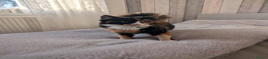 Cat 4