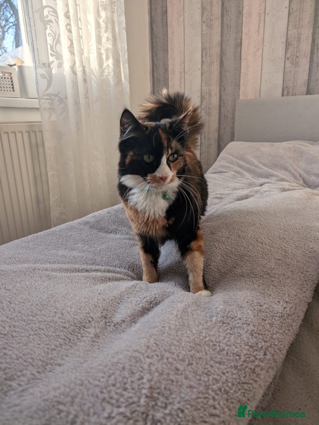 Mixed Breed cats for sale: Cats 🥰 - Image 8