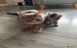 Maine Coon cats for sale: Stunning poly/non poly Maine coin kittens - Image 14