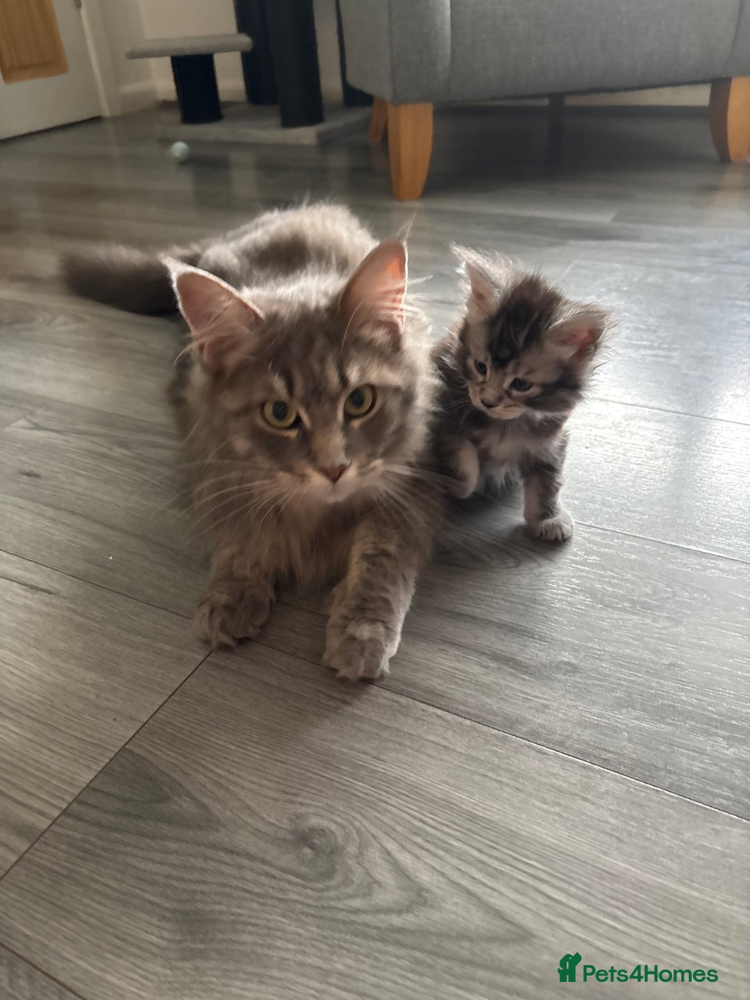 Maine Coon cats for sale: Stunning poly/non poly Maine coin kittens - Image 14