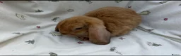 Dwarf Lop rabbits for sale: Beautiful Dwarf Lop Bunnies - Advert 18