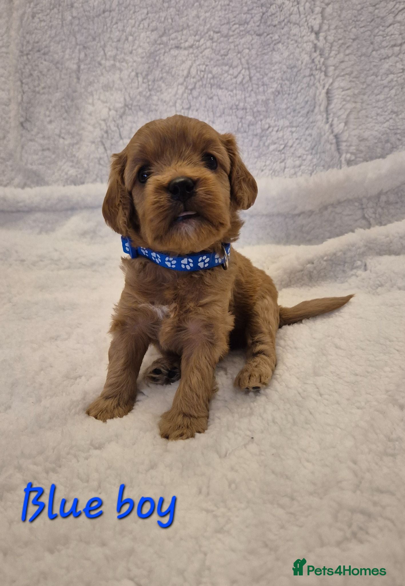 Cavapoo dogs Adorable F1 Cavapoo puppies - Advert 15