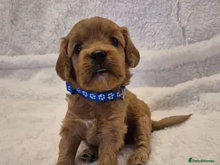 Cavapoo dogs Adorable F1 Cavapoo puppies - Advert 15