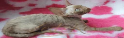 Devon Rex cats for sale: Beautiful Devon Rex Kittens For Sale - Advert 6