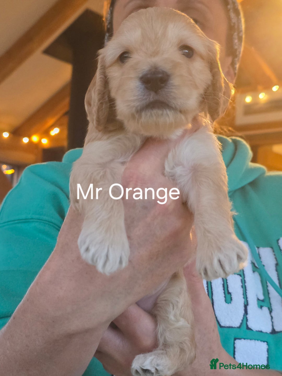 Cockapoo dogs for stud: Silver Phantom Parti Cockapoo for Stud - Advert 12