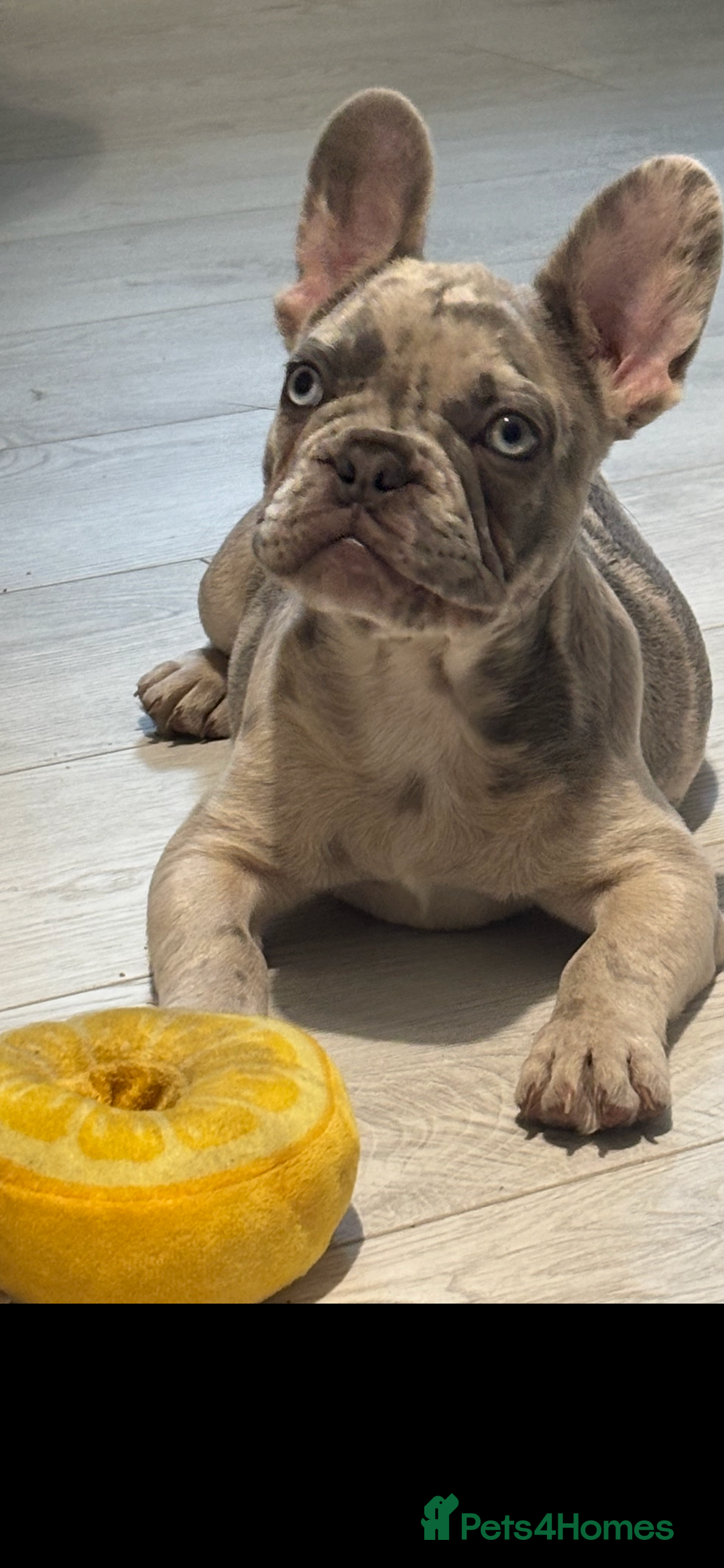 French Bulldog dogs for sale: Marley - Advert 2