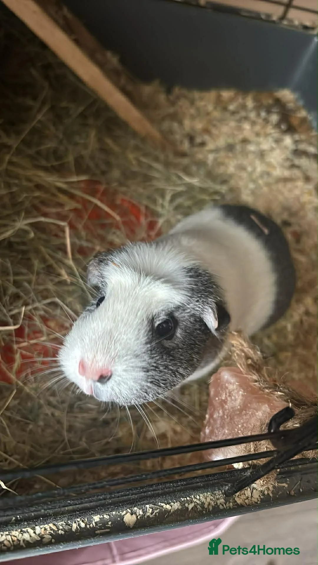 Mixed Breed rabbits for sale: Guinea pigs  in Mountain Ash - Advert 2