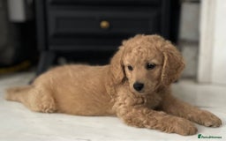 Mixed Breed dogs for sale: Cockapoo x Labradoodle  - Image 2
