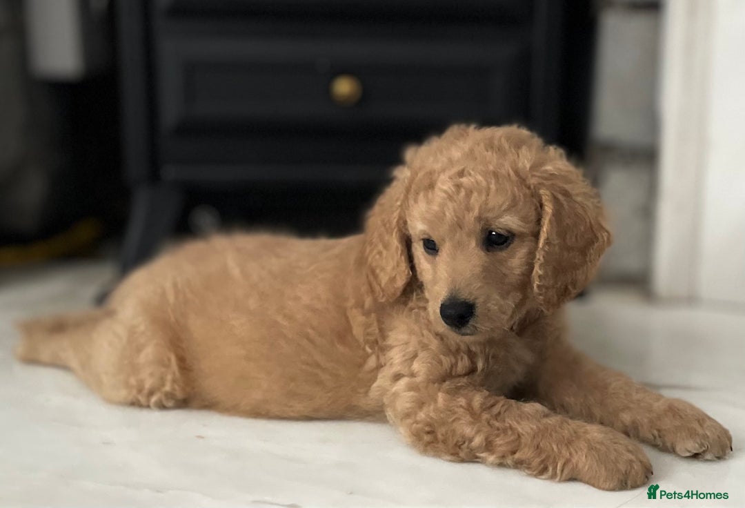 Mixed Breed dogs for sale: Cockapoo x Labradoodle  - Image 2