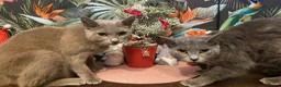 British Shorthair cats for sale: British shorthair - Advert 6