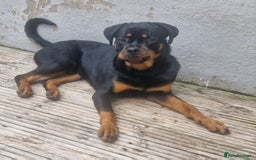 Rottweiler dogs for sale: Nico age 1 rottweiler  - Image 3