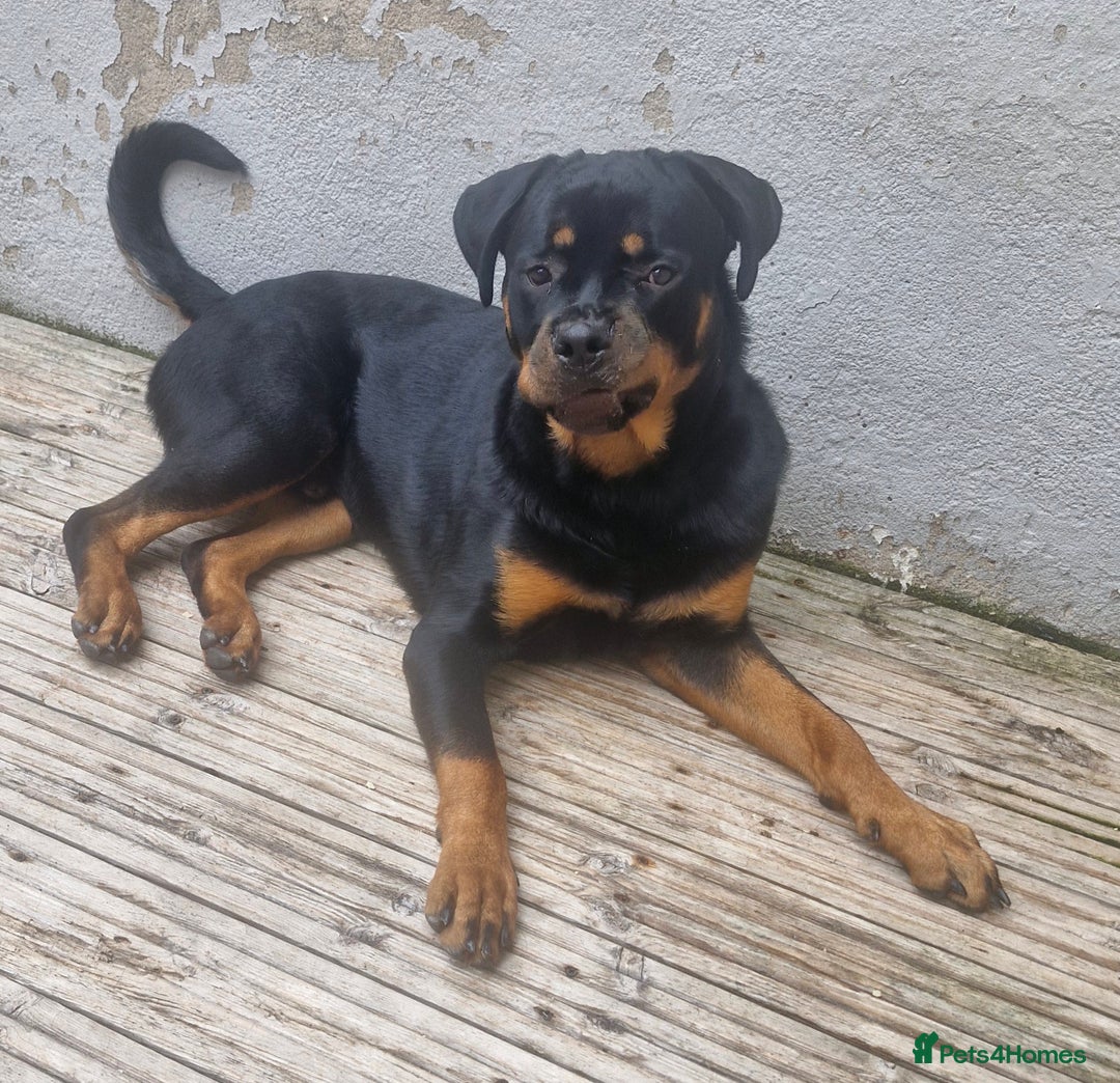 Rottweiler dogs for sale: Nico age 1 rottweiler  - Image 3