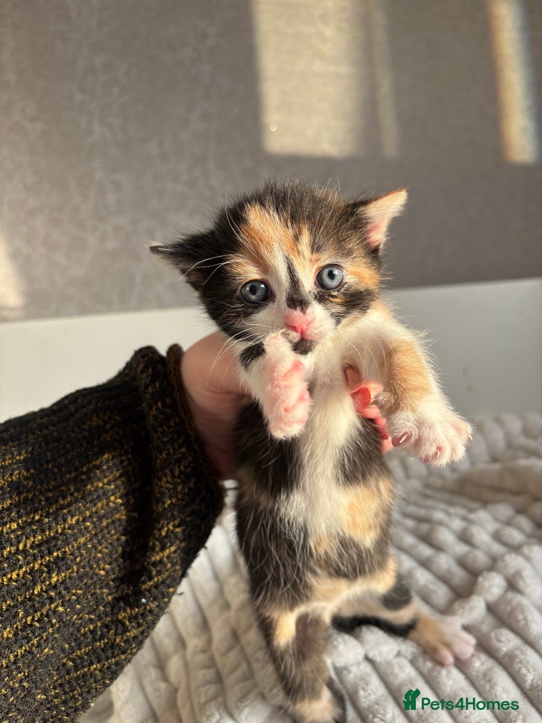 Mixed Breed cats for sale: 3 Gorgeous Kittens - Advert 7