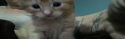 Domestic Shorthair cats for sale: For gorgeous male kittens - Advert 4