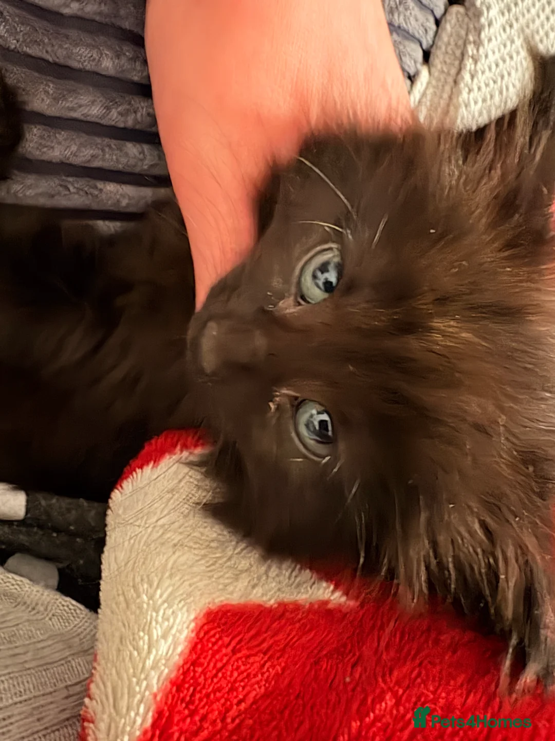 Mixed Breed cats for sale: Half bengal and Norwegian forest cat in Worcester Park - Advert 20