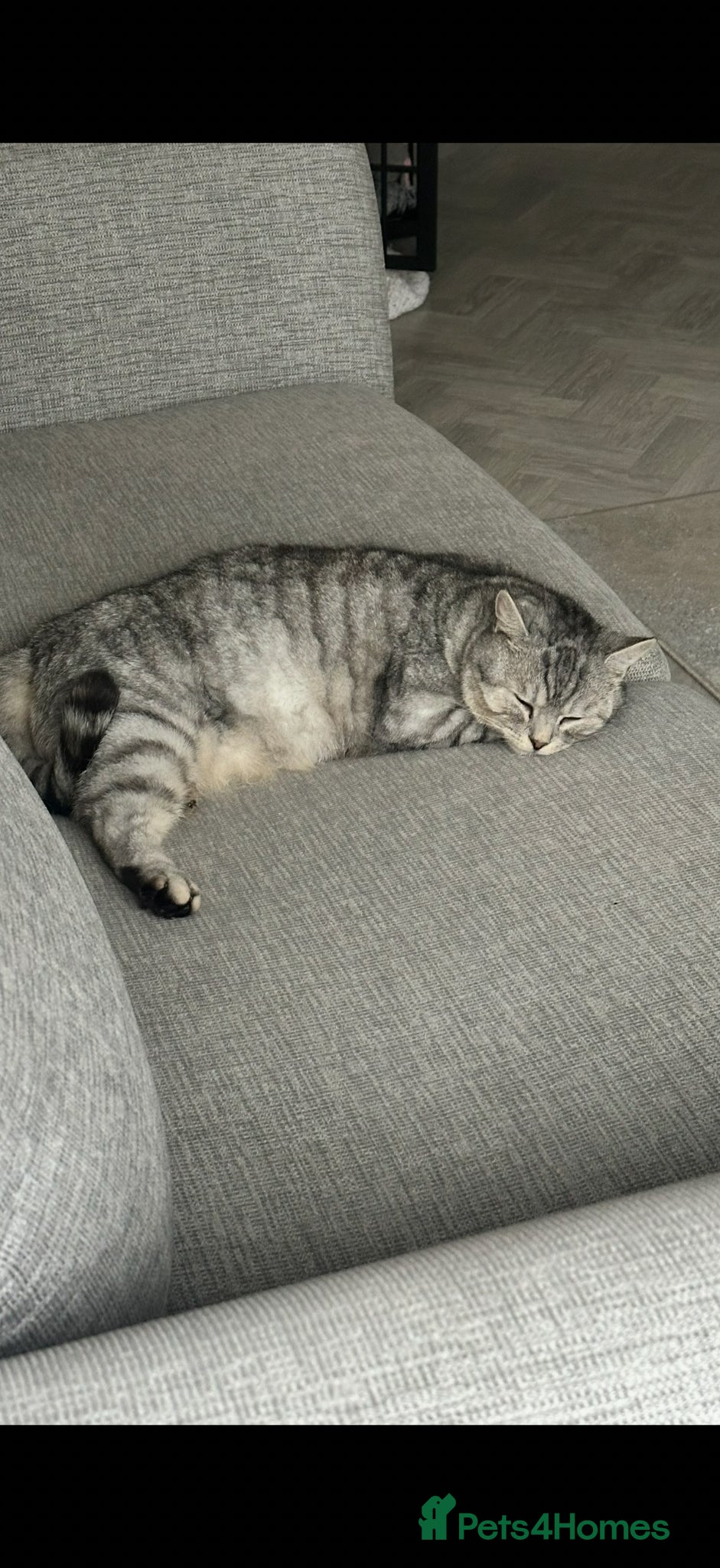Mixed Breed cats for sale: Hunter  - Advert 3