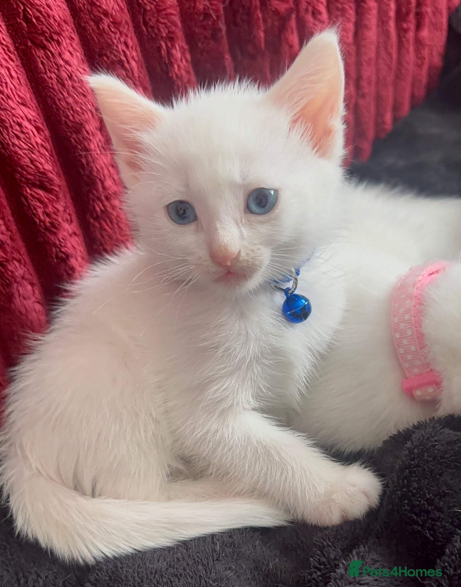 Mixed Breed cats White male Kitten available  - Advert 1