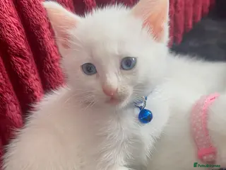 Mixed Breed cats White male Kitten available - Advert 1