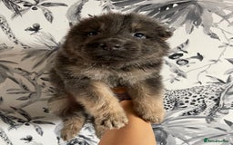 German Shepherd dogs for sale: German shepherd puppies  - Image 26