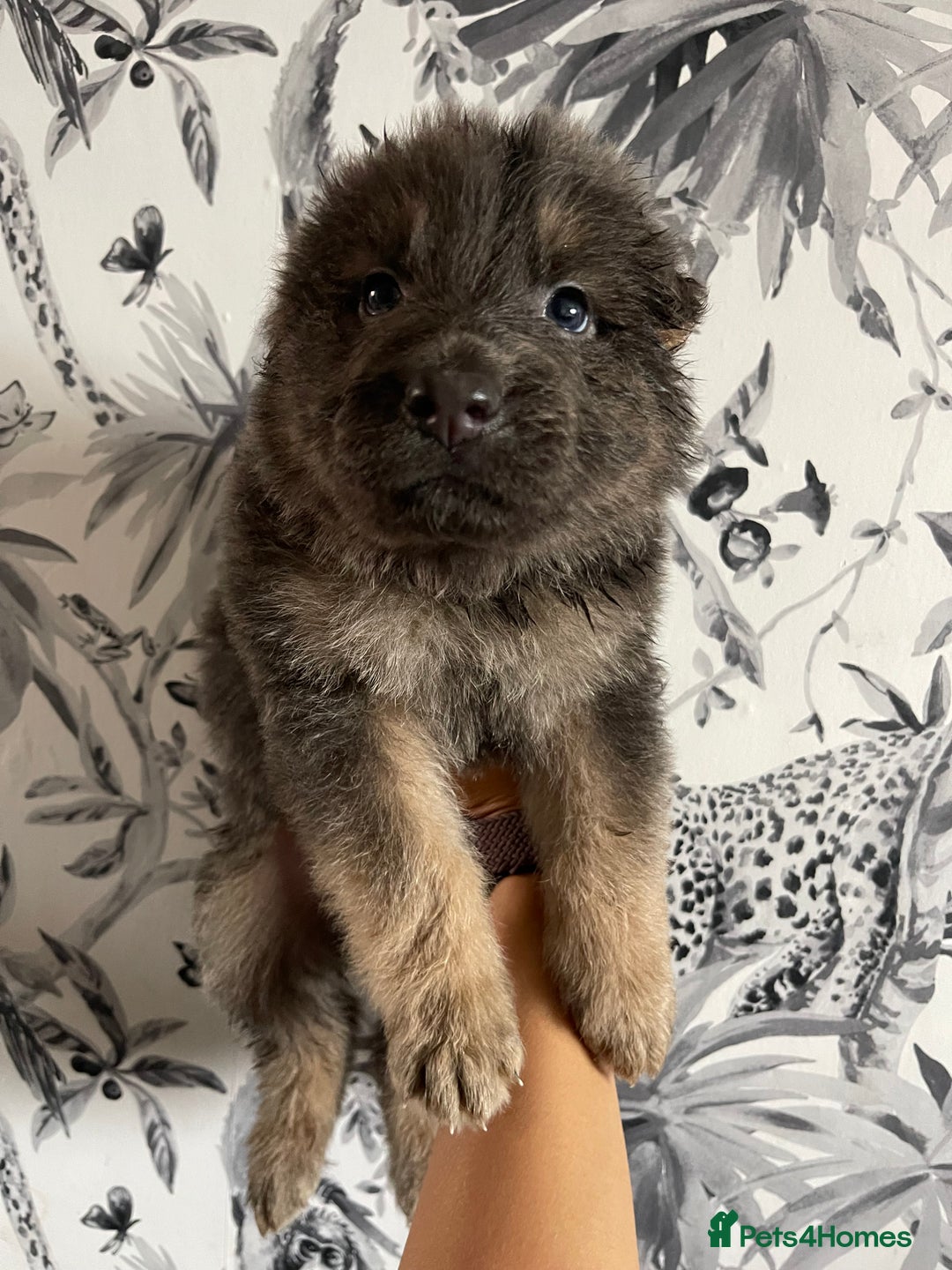 German Shepherd dogs for sale: German shepherd puppies  - Image 26