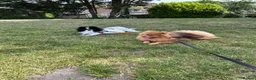 Pomeranian dogs for sale: Cute Pomeranians - Advert 29