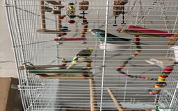 Budgerigars birds for sale: Budgies  - Image 5