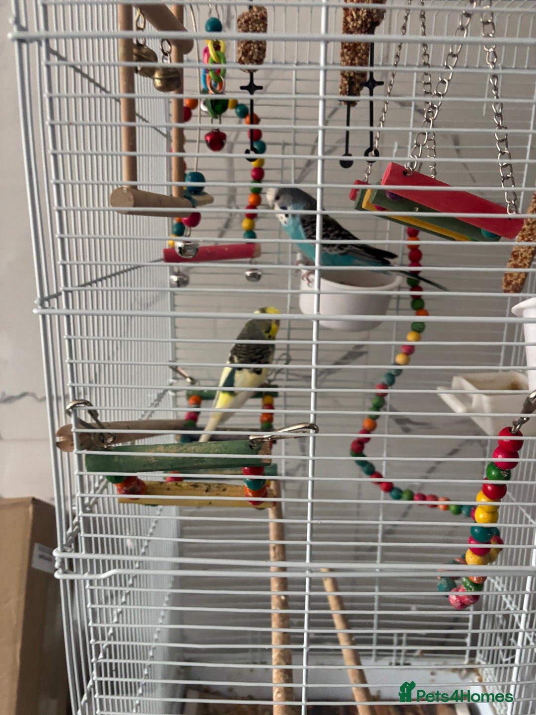 Budgerigars birds for sale: Budgies  - Image 5