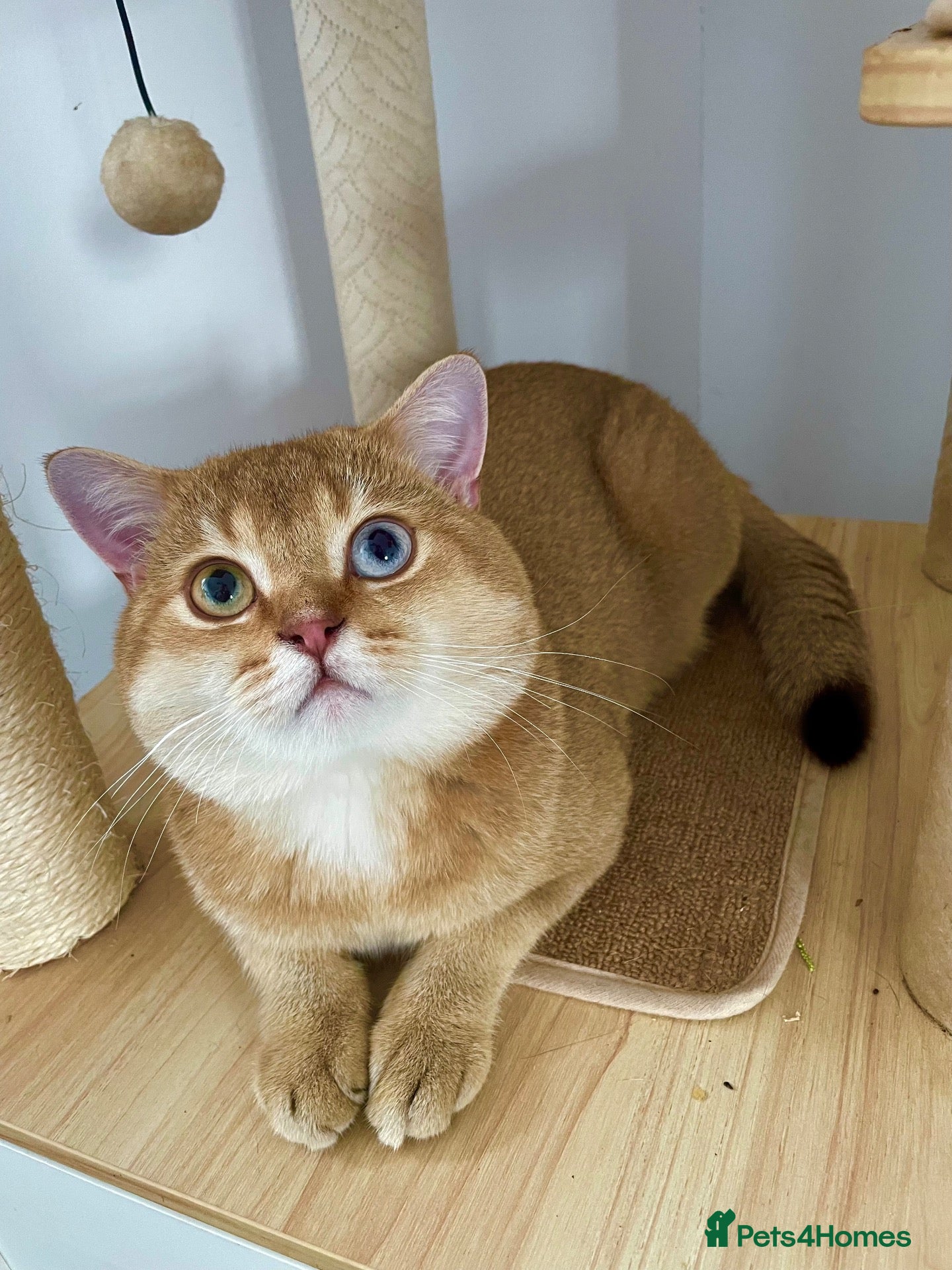 British Shorthair cats ACTIVE reg imported chocolate golden DBE for stud  - Advert 1