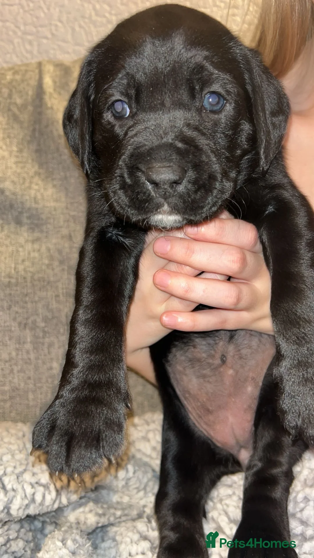 Mixed Breed dogs for sale:  Rare breed Boxador puppies  - Advert 6