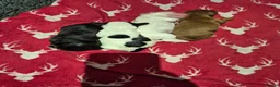 Sprocker dogs for sale: Sprocker Spaniel Puppies - Advert 13