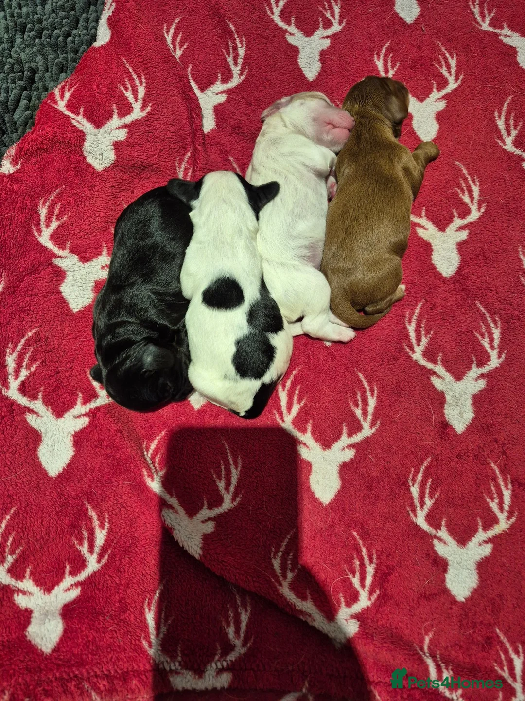 Sprocker dogs for sale: Sprocker Spaniel Puppies - Advert 13