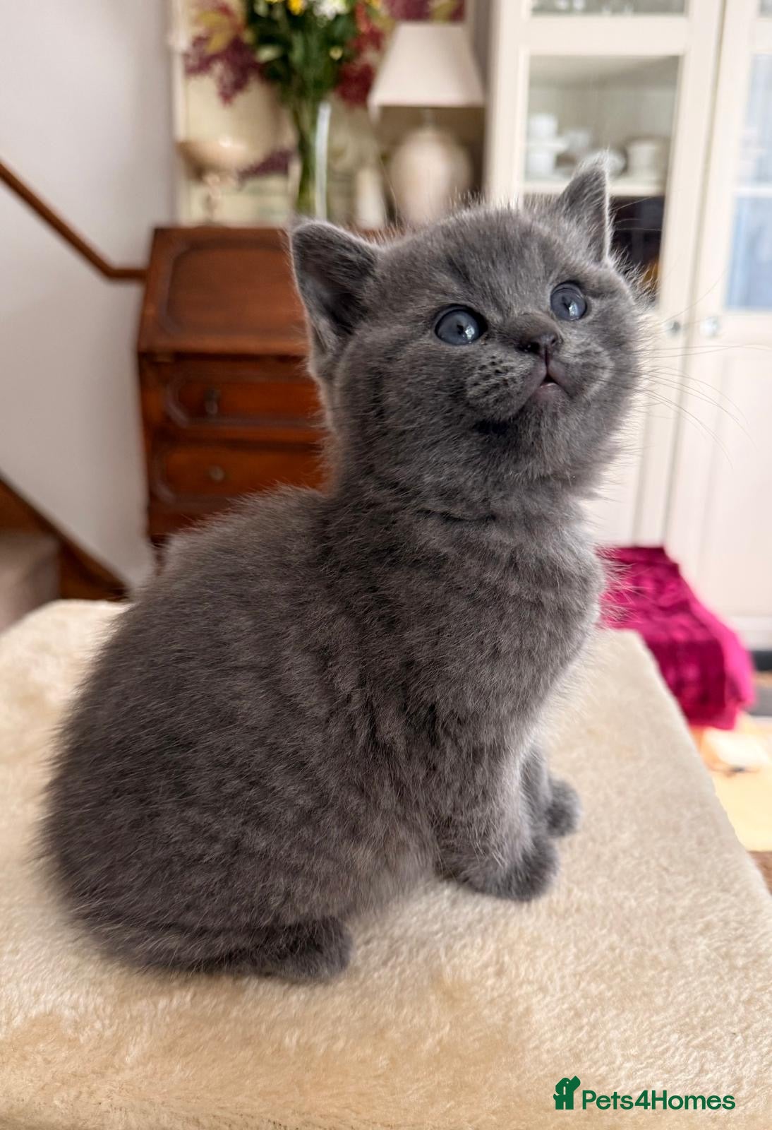British Shorthair cats British shorthair mix with Ragdoll - Advert 5