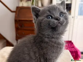 British Shorthair cats British shorthair mix with Ragdoll - Advert 5