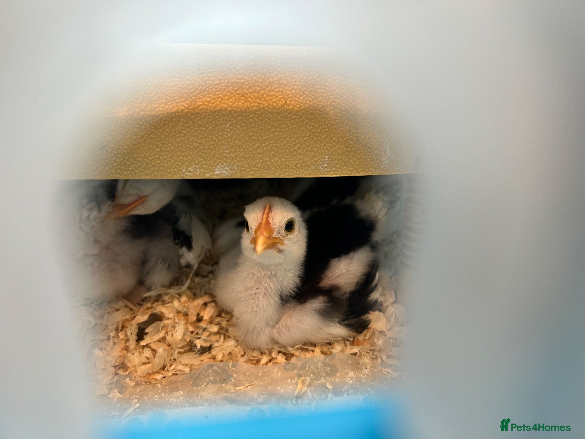 Chickens poultry 3.5 week old black and white pekin bantams  - Advert 1