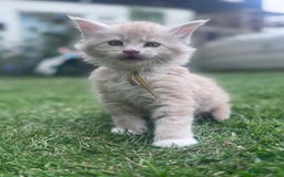 Maine Coon cats for sale: Final kitten left 🧡💛🧡💛 - Image 23