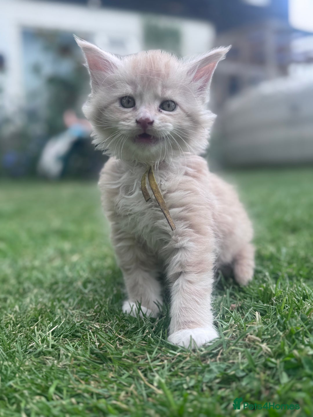 Maine Coon cats for sale: Final kitten left 🧡💛🧡💛 - Image 23